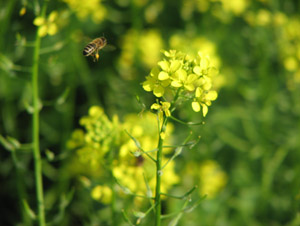 Fleißig auf der Suche nach Pollen....